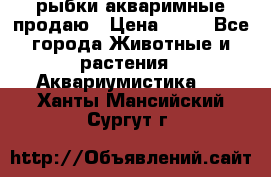 рыбки акваримные продаю › Цена ­ 30 - Все города Животные и растения » Аквариумистика   . Ханты-Мансийский,Сургут г.